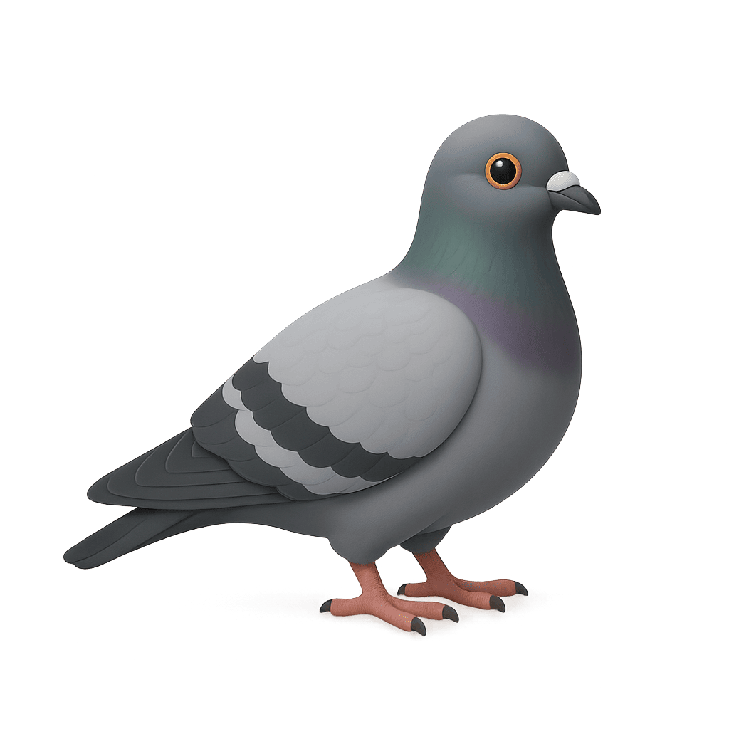 Gray pigeon eating bread crumbs for kids learning