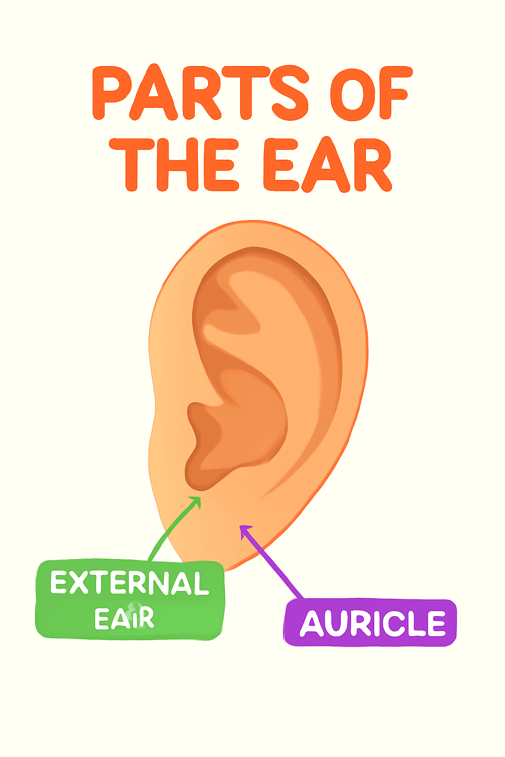 Child's ears with happy face for kids learning