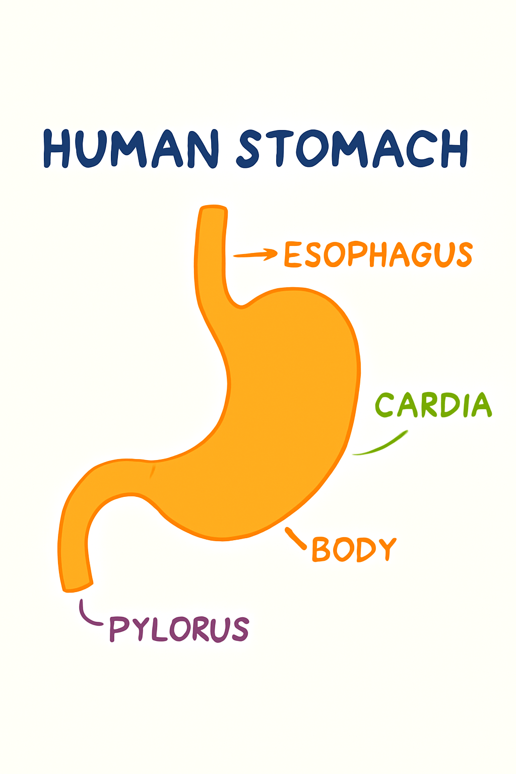 Child's tummy with happy face for kids learning