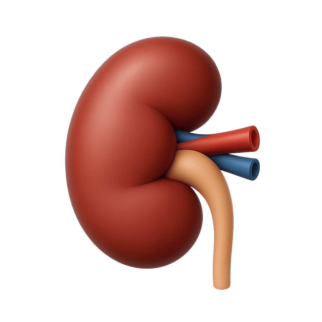 Kidney Structure for Kids