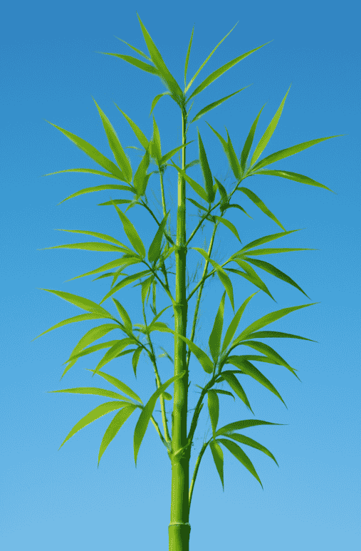Bamboo