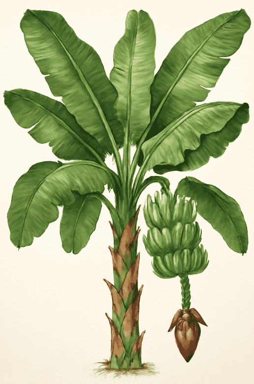 Banana Plant