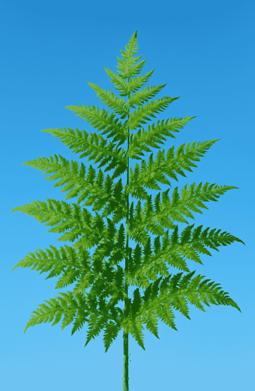 Fern