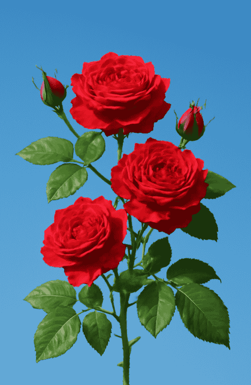 Rose